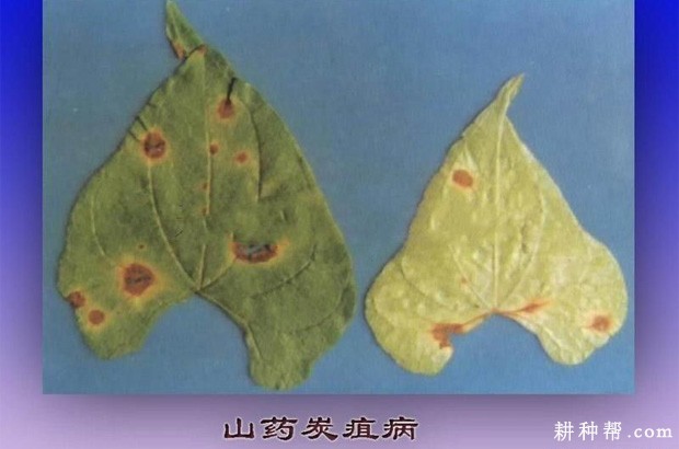 山药炭疽病如何防治？