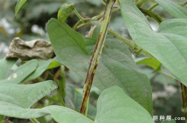 山药炭疽病如何防治？