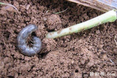 生姜如何防治小地老虎？