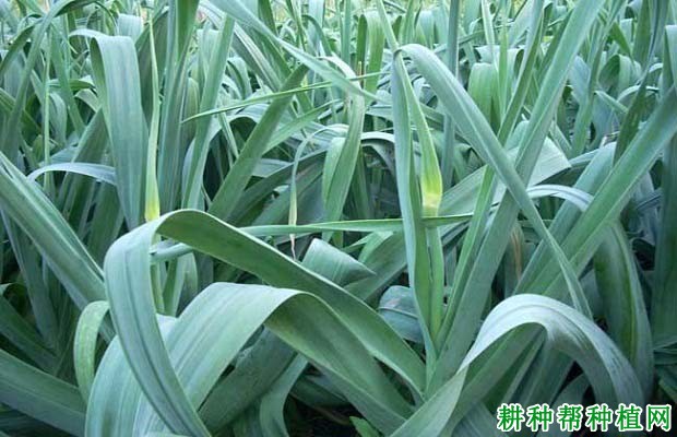 大蒜的叶有什么特点？