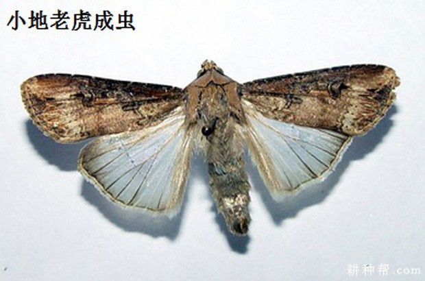 生姜如何防治小地老虎？