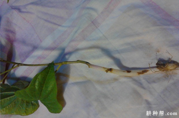 山药镰刀菌枯萎病如何防治？