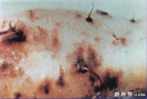 山药镰刀菌枯萎病如何防治？