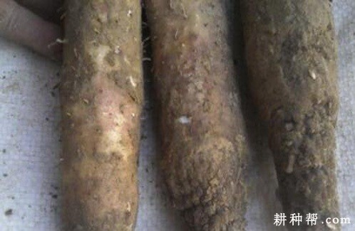 山药根结线虫病如何防治？