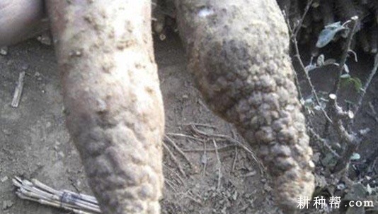 山药根结线虫病如何防治？