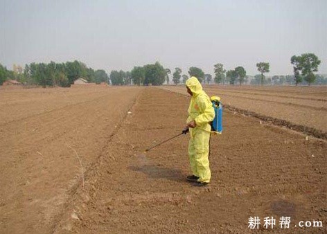 大蒜田如何使用除草剂？