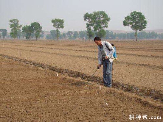大蒜田如何使用除草剂？