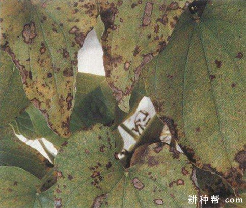 山药灰斑病如何防治？