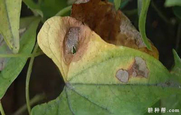 山药灰斑病如何防治？