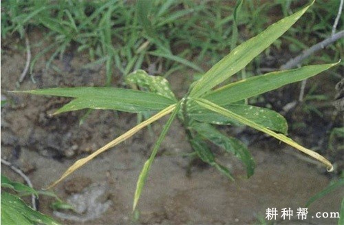 生姜简囊腐煤根腐病如何防治？