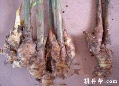 生姜简囊腐煤根腐病如何防治？