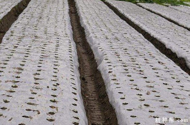 大蒜如何播种? 大蒜如何播种?