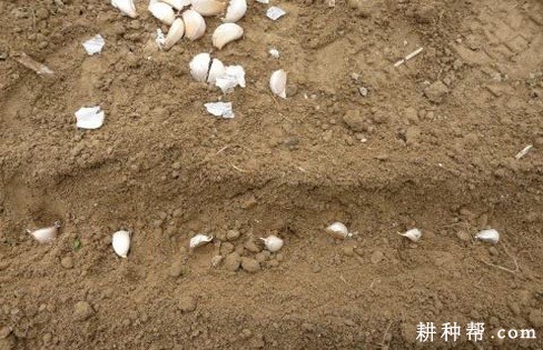 大蒜如何播种? 大蒜如何播种?