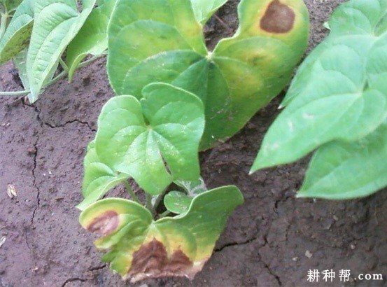 山药斑枯病如何防治？