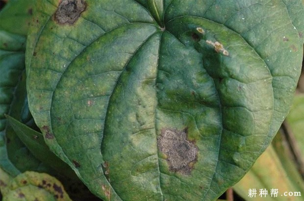 山药斑枯病如何防治？