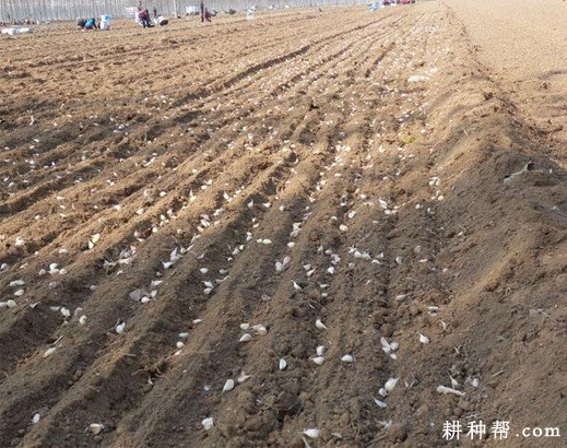 大蒜什么时候种植好？