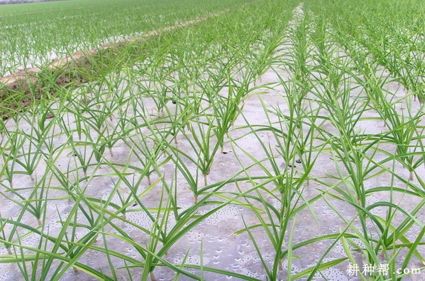 种植大蒜盖地膜有什么好处？