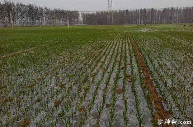 种植大蒜盖地膜有什么好处？