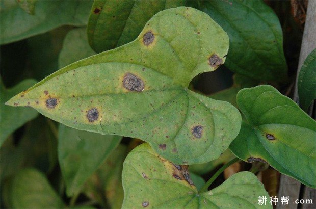 山药褐斑病如何防治？