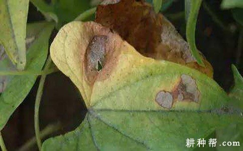 山药褐斑病如何防治？