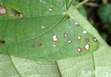 山药褐斑病如何防治？