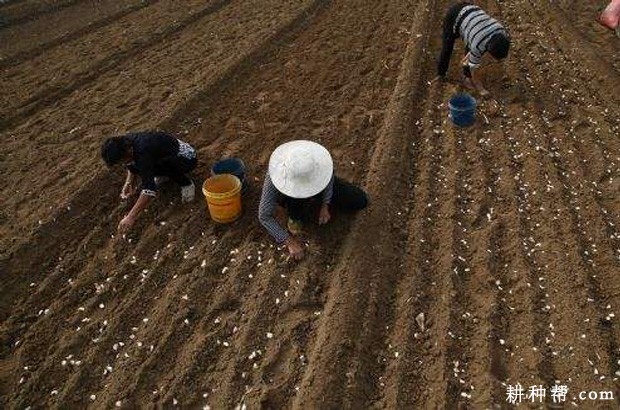 每亩大蒜需要多少斤蒜种？