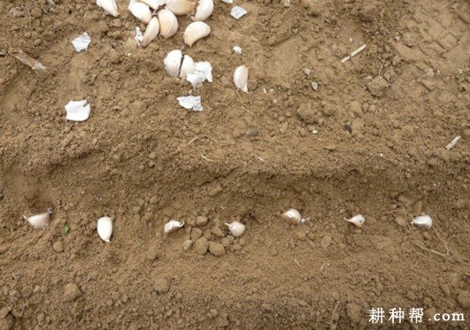 每亩大蒜需要多少斤蒜种？