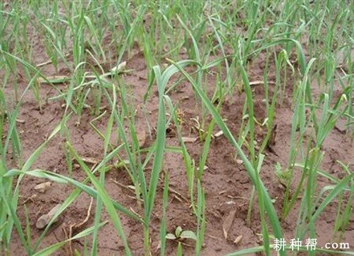 种植大蒜对环境有什么要求? 种植大蒜对环境有什么要求?