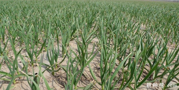 种植大蒜对环境有什么要求? 种植大蒜对环境有什么要求?