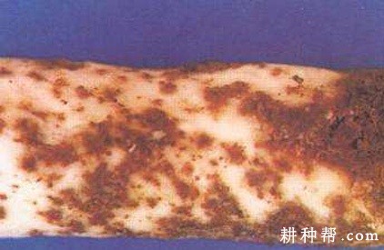 山药褐腐病如何防治？