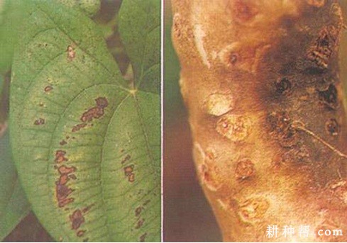 山药褐腐病如何防治？
