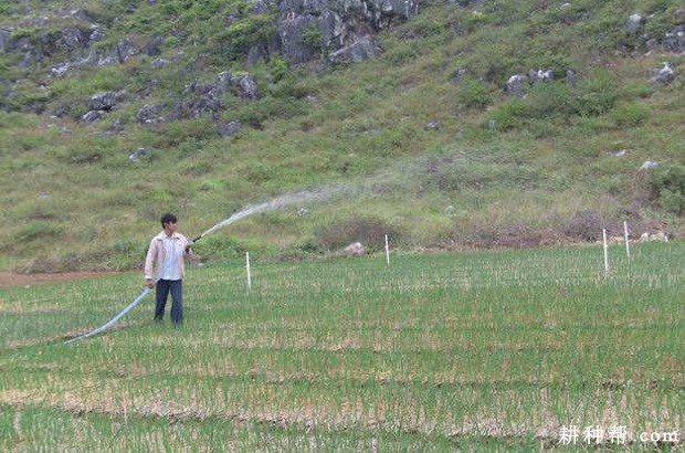 种植大蒜如何追肥、浇水？