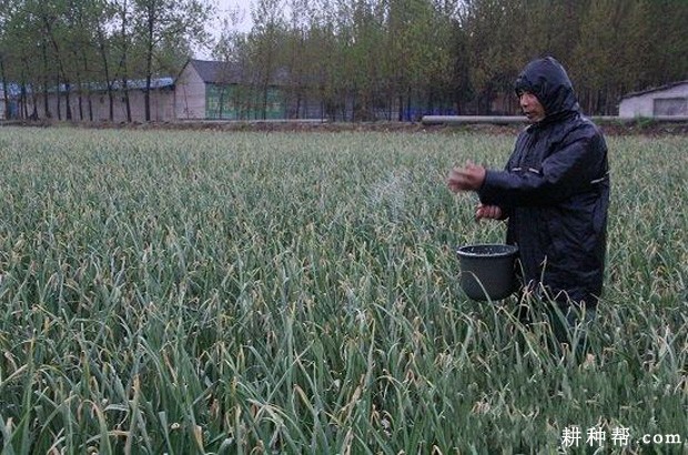 种植大蒜如何追肥、浇水？