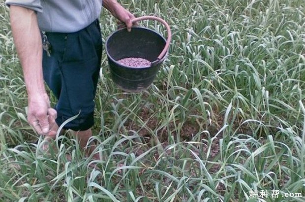 种植大蒜如何追肥、浇水？