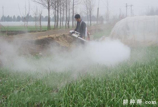 种植大蒜如何追肥、浇水？