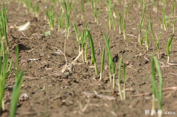 种植大蒜如何追肥、浇水？