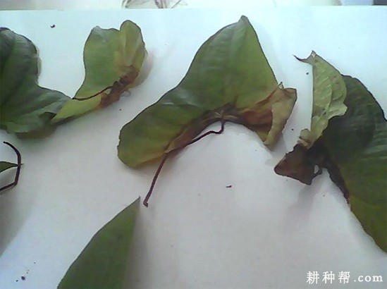 山药根腐病如何防治？