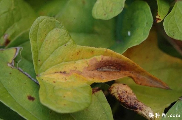 山药根腐病如何防治？