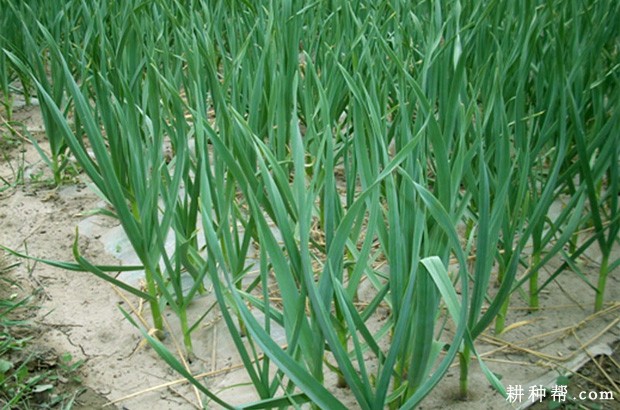 大蒜生长生育周期是怎么样？