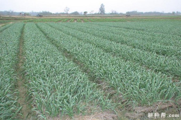 大蒜生长生育周期是怎么样？