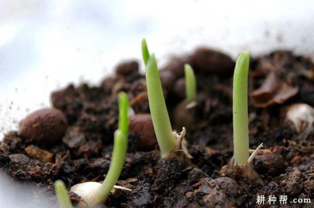 大蒜生长生育周期是怎么样？