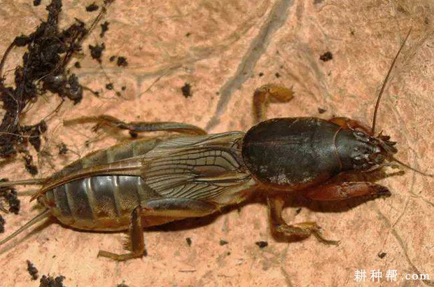 山药如何防治蝼蛄? 山药如何防治蝼蛄?