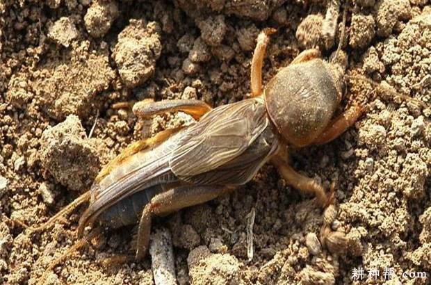 山药如何防治蝼蛄? 山药如何防治蝼蛄?