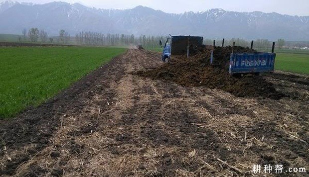 种植大蒜基肥用什么肥料好？