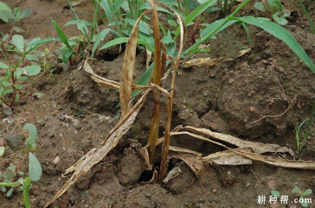 生姜枯萎病如何防治？