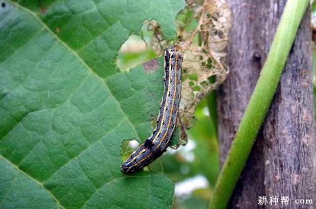 山药如何防治斜纹夜蛾？