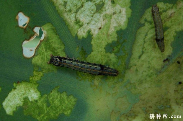 山药如何防治斜纹夜蛾？