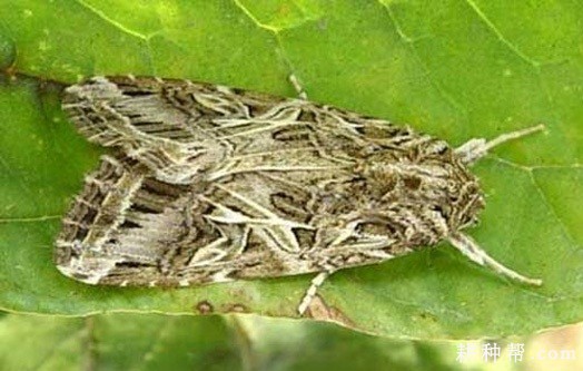 山药如何防治斜纹夜蛾？