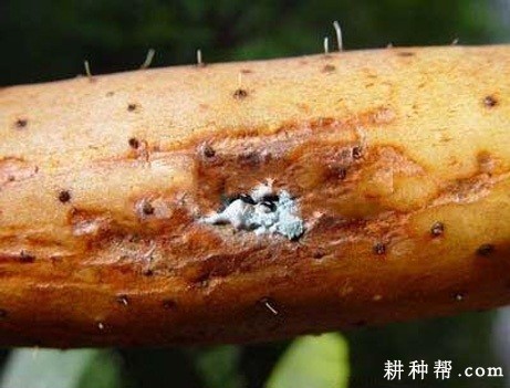 山药青霉软腐病如何防治？
