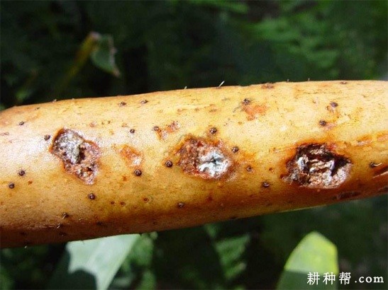 山药青霉软腐病如何防治？